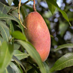 GlucoTonic