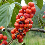 GlucoTonic
