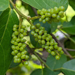 GlucoTonic