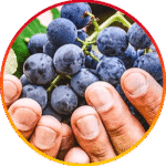 Resveratrol