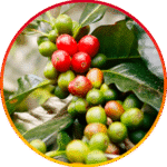 Chlorogenic Acid